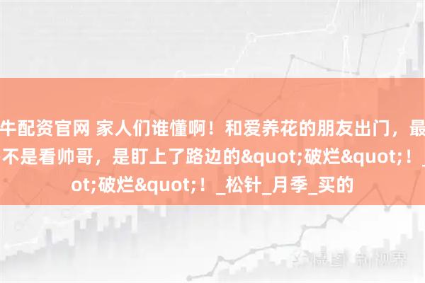 牛配资官网 家人们谁懂啊！和爱养花的朋友出门，最怕她突然刹车——不是看帅哥，是盯上了路边的"破烂"！_松针_月季_买的